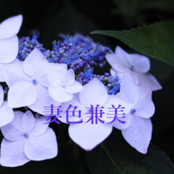 34473449_s